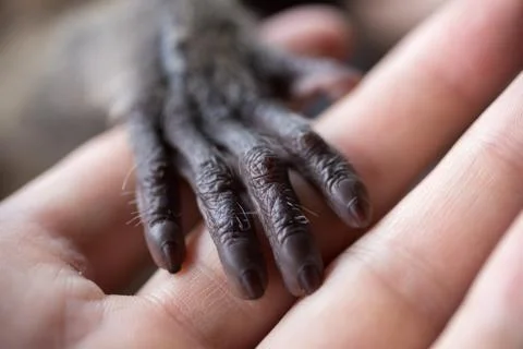 A small monkey hand holding a human finger. Animal welfare and protection Foto stock
