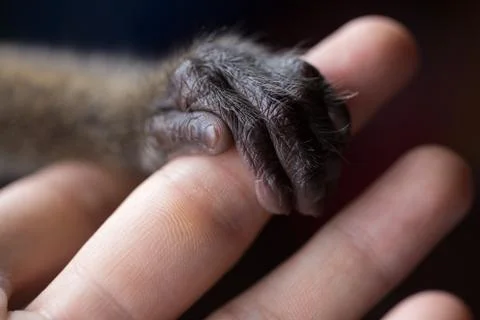 A small monkey hand holding a human finger. Animal welfare and protection Stock Photos