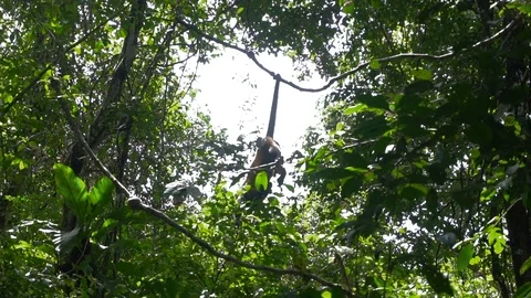 Small Monkey Hanging With Its Tail In A Tree [Slow Motion] Stock Footage 88961291