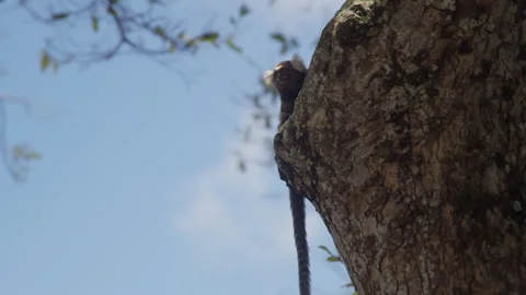 Small Monkey, Hanging Tail, Rough Bark, Pale Blue Sky Stock Footage 343907398