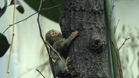 A small monkey hides behind a tree Stock Footage 88563729