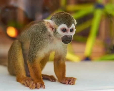 Small Monkey in the house Stock Photos