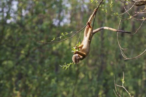 A small monkey is hung by a tail Stock Photos