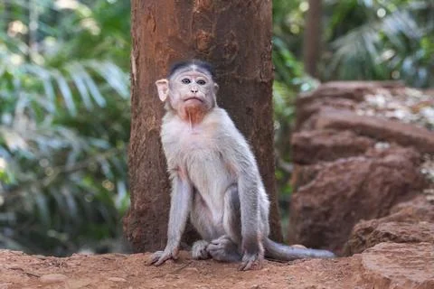 Small monkey infant sitting in front of a tree trunk Fotos Stock