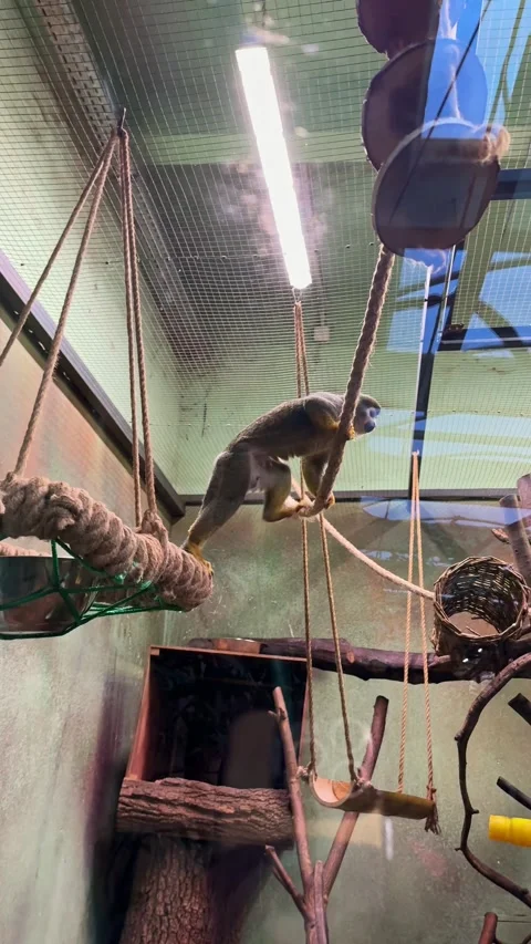 Small monkey jumping on ropes inside a zoo enclosure Stock Footage 330166532
