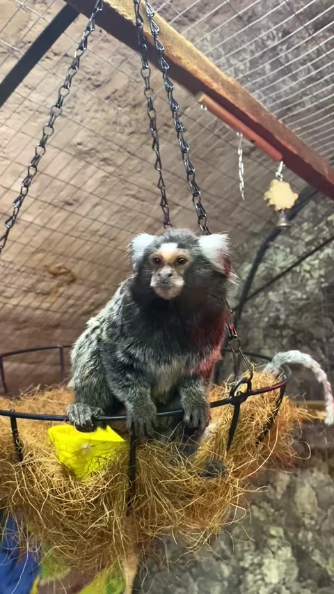 A small monkey jumps around the enclosure. A petting zoo. Video stock 342794428