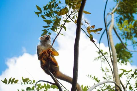 A small monkey with a long tail in the forest, close-up. funny primates Foto stock
