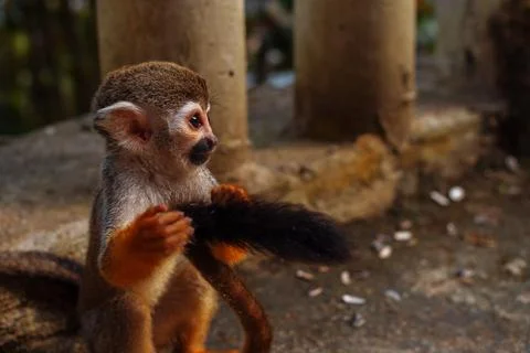 A small monkey with a long tail in the forest, close-up. funny primates Foto stock