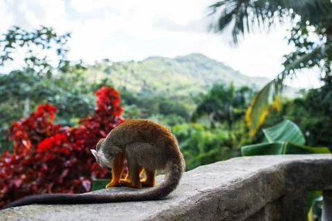 A small monkey with a long tail in the forest, close-up. funny primates Foto stock