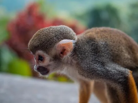 A small monkey with a long tail in the forest, close-up. funny primates Stock Photos