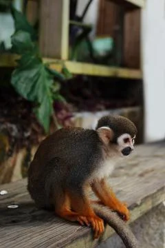 A small monkey with a long tail in the forest, close-up. funny primates Foto stock