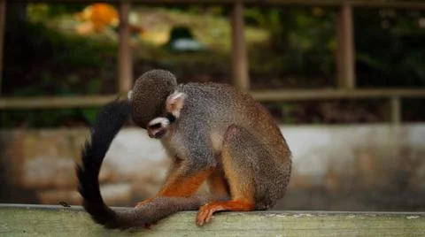 A small monkey with a long tail in the forest, close-up. funny primates Foto stock