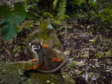 A small monkey with a long tail in the forest, close-up. funny primates Foto stock