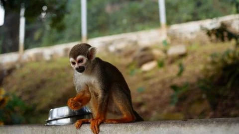A small monkey with a long tail in the forest, close-up. funny primates Stock Photos