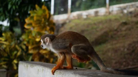 A small monkey with a long tail in the forest, close-up. funny primates Stock-Fotos