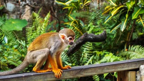 A small monkey with a long tail in the forest, close-up. funny primates 스톡 사진