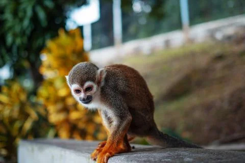 A small monkey with a long tail in the forest, close-up. funny primates Foto stock