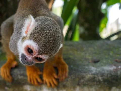 A small monkey with a long tail in the forest, close-up. funny primates Stock Photos