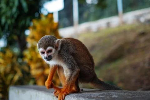 A small monkey with a long tail in the forest, close-up. funny primates Foto stock