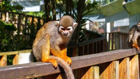 A small monkey with a long tail in the forest, close-up. funny primates Stock Photos