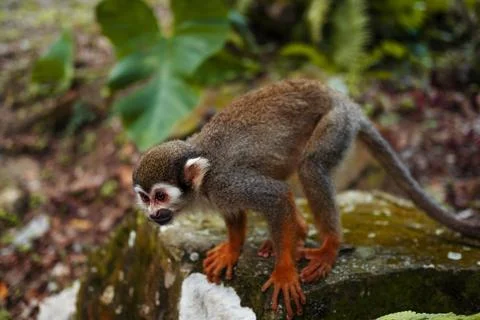 A small monkey with a long tail in the forest, close-up. funny primates Foto stock