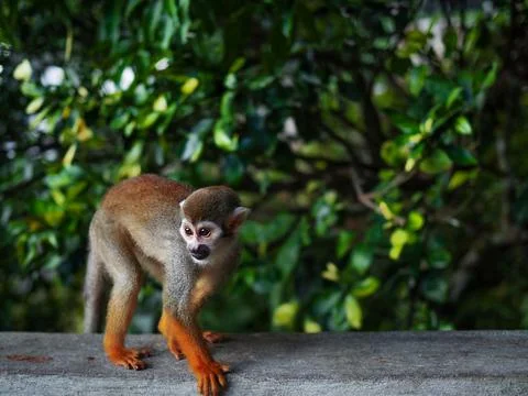 A small monkey with a long tail in the forest, close-up. funny primates Foto stock