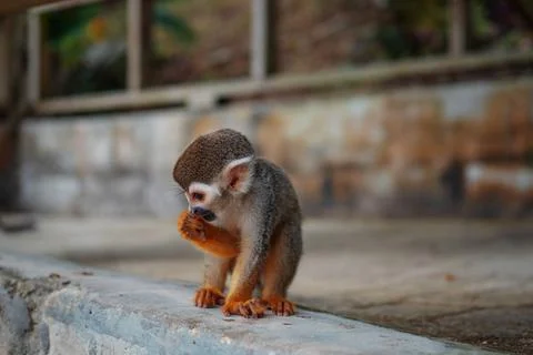 A small monkey with a long tail in the forest, close-up. funny primates Stock Photos