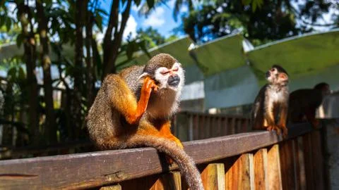 A small monkey with a long tail in the forest, close-up. funny primates Stock-Fotos