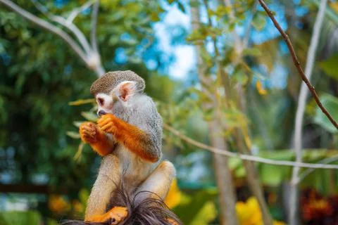 A small monkey with a long tail in the forest, close-up. funny primates Foto stock