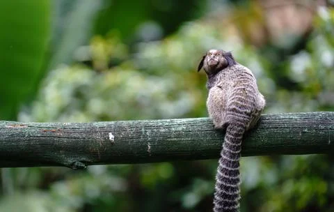 Small monkey looking back on wooden fence Foto stock