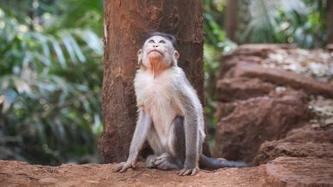 Small monkey looks up while sitting on rocks Stock Photos