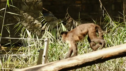 A small monkey moves along a wooden beam inside a zoo enclosure, interacting Stock Footage 325788936