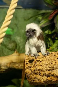 Small Monkey Perched on a Log in a Tropical Environment During Daytime Stock Photos
