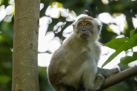 Small monkey perched on tree branch, looking directly ahead Stock Photos