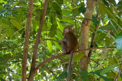 Small monkey perches on tree branch Stock Photos
