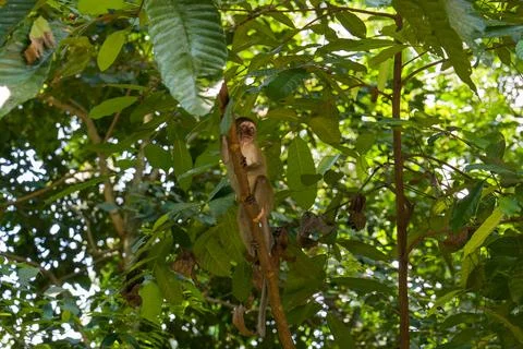 Small monkey perches on tree branch, surrounded by green leaves Stock Photos