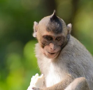 Small monkey Foto stock