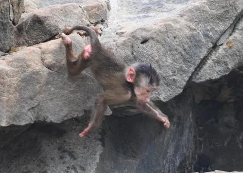 Small monkey Stock Photos