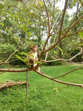 Small Monkey Stock Photos