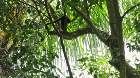 Small Monkey Play in Lush Green Tree Canopy at Botanical Garden Stock Footage 334815752