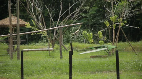 SMALL MONKEY PLAYING Video stock 28008304