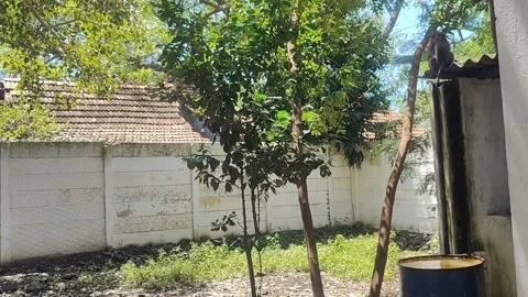 Small monkey playing, old tree in the garden Stock Footage 305049177