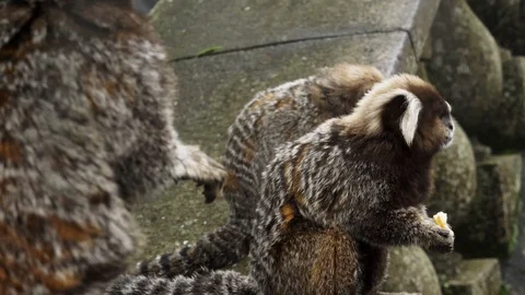 Small Monkey popularly in the Bosque da Barra, Rio De Janeiro,Brazil. Stockbeeldmateriaal 125285220