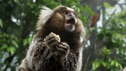 Small Monkey popularly in the Bosque da Barra, Rio De Janeiro,Brazil. Stock Footage 125285230