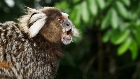 Small Monkey popularly in the Bosque da Barra, Rio De Janeiro,Brazil. Stockbeeldmateriaal 125285245
