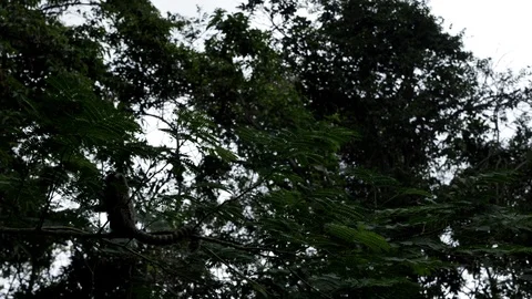 Small Monkey popularly in the Bosque da Barra, Rio De Janeiro,Brazil. Stock-Footage 125285653