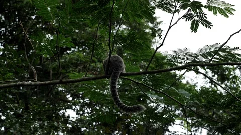 Small Monkey popularly in the Bosque da Barra, Rio De Janeiro,Brazil. Stock Footage 125285664