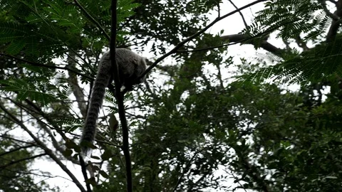 Small Monkey popularly in the Bosque da Barra, Rio De Janeiro,Brazil. Stock-Footage 125285667