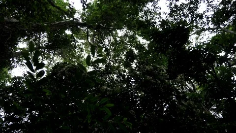 Small Monkey popularly in the Bosque da Barra, Rio De Janeiro,Brazil. Stock-Footage 125285693