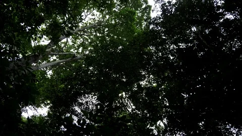 Small Monkey popularly in the Bosque da Barra, Rio De Janeiro,Brazil. Stock-Footage 125285705